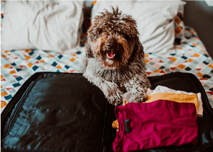 PetFriendly Apartments for Rent Skyloft in Irvine, CA